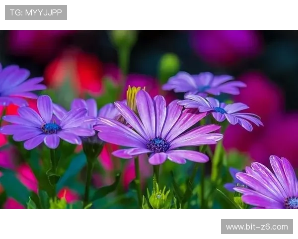 尊龙人生就是博i：探索人生如博弈的奥秘，开启智慧人生新篇章